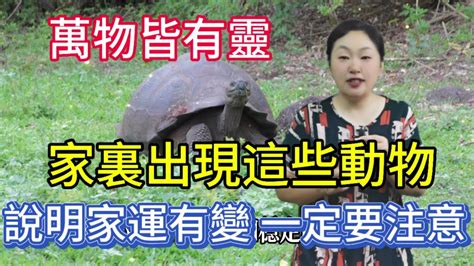 家裡有動物靈|有沒有人被動物靈跟過？